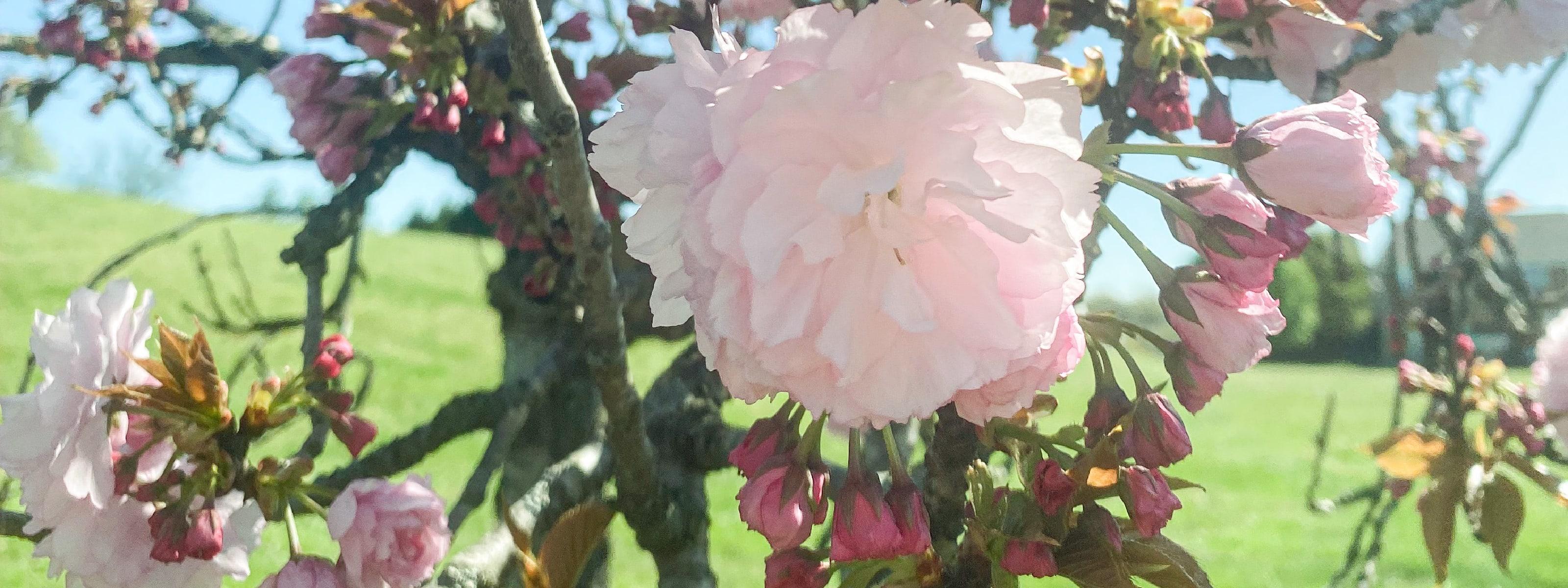 Laura holding fresh picked strawberries